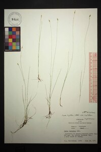 Carex leptalea var. leptalea image