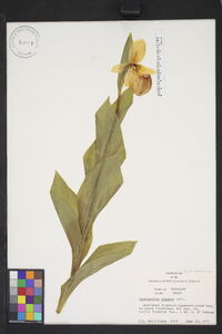 Cypripedium reginae image