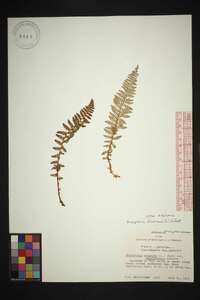 Dryopteris fragrans image