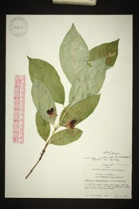 Lonicera involucrata image