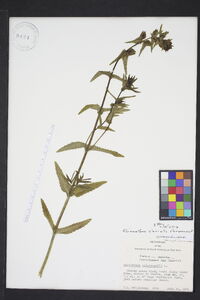 Rhinanthus glacialis image