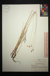 Carex exilis image