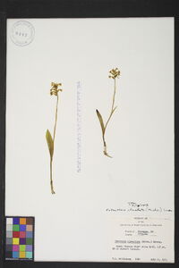 Platanthera clavellata image