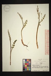 Botrychium minganense image