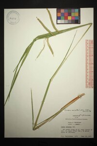 Carex crinita var. crinita image