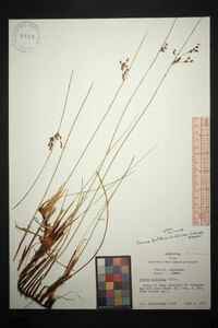 Juncus balticus subsp. littoralis image