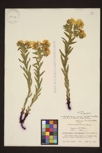 Lithospermum caroliniense image