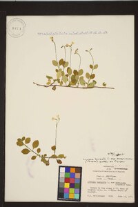 Linnaea borealis subsp. americana image