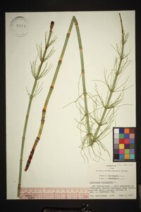 Equisetum fluviatile image