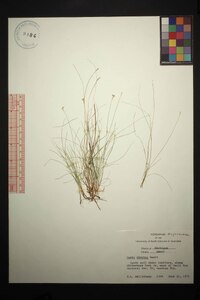 Carex eburnea image