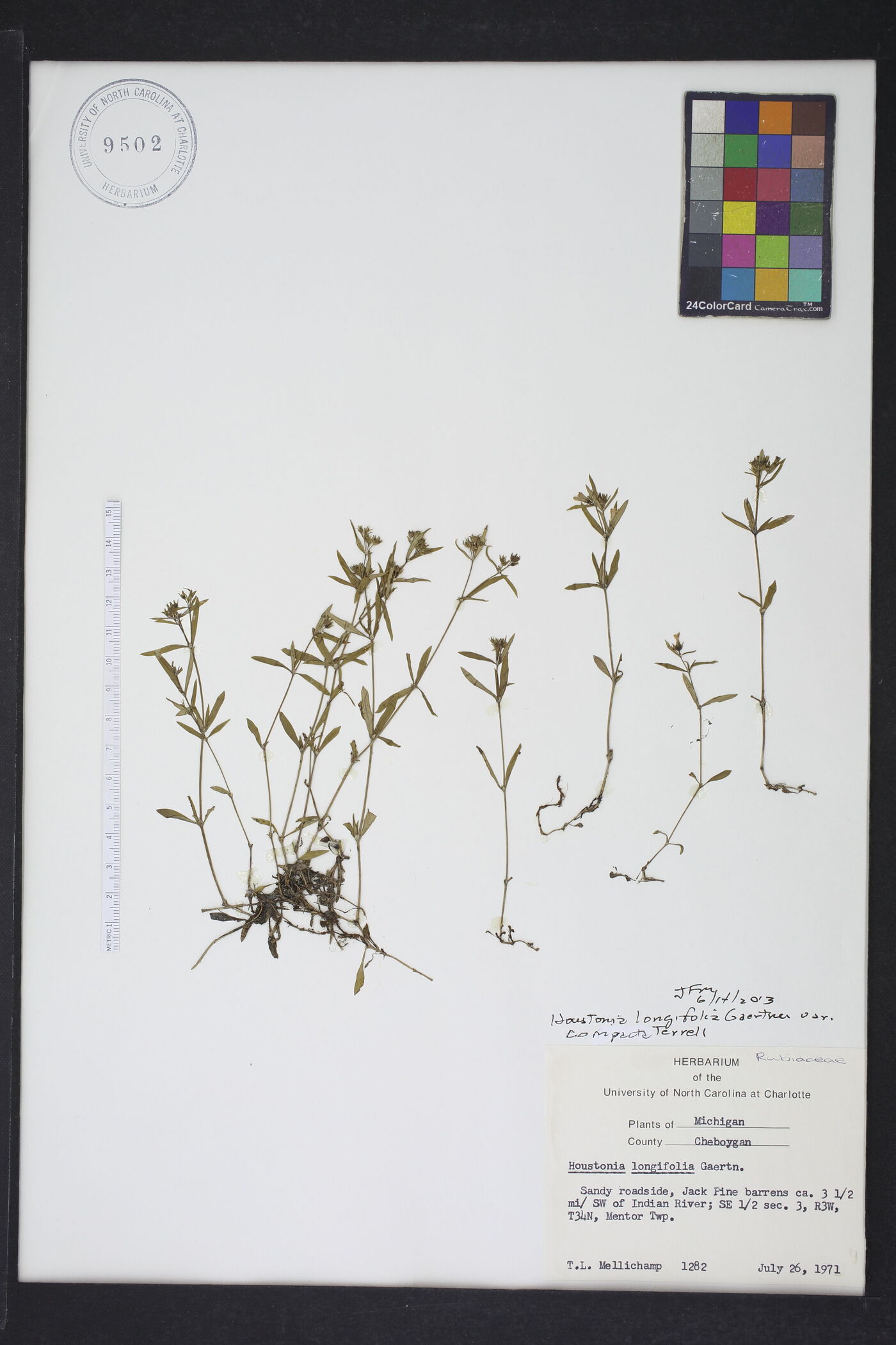 Houstonia longifolia var. compacta image