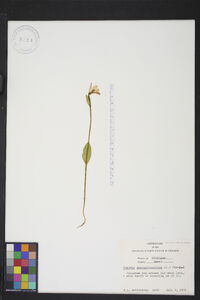 Pogonia ophioglossoides image