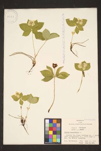 Cornus canadensis image