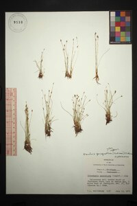 Eleocharis quinqueflora image