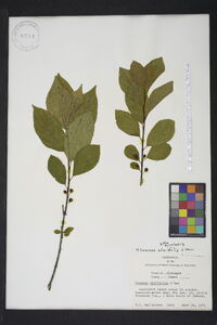 Rhamnus alnifolia image