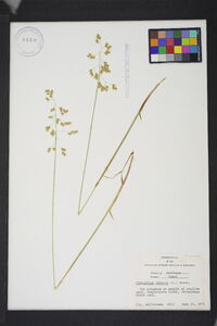 Anthoxanthum nitens image