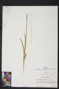 Platanthera hyperborea image