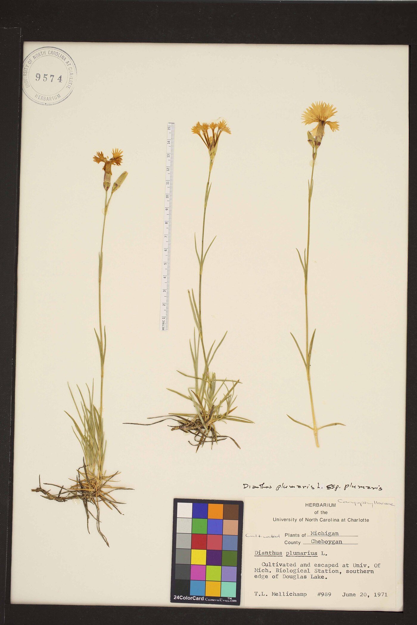 Dianthus plumarius image