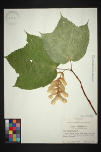 Acer pensylvanicum image