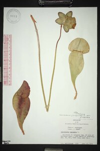 Sarracenia purpurea image