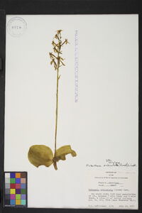 Platanthera orbiculata image