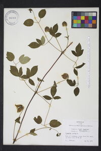 Clematis viorna image