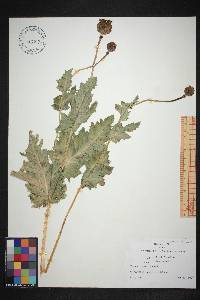 Papaver somniferum image