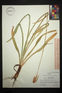 Amianthium muscitoxicum image