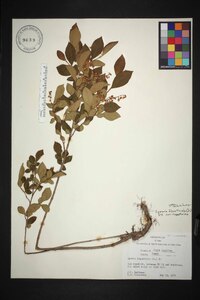 Lyonia ligustrina var. ligustrina image