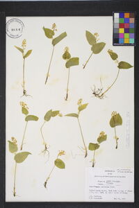 Maianthemum canadense image