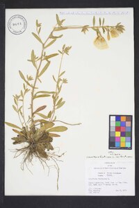 Oenothera fruticosa var. fruticosa image