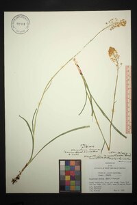 Stenanthium densum image