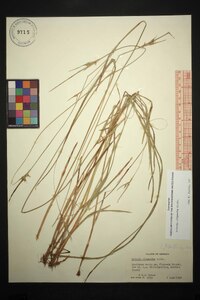 Scleria oligantha image