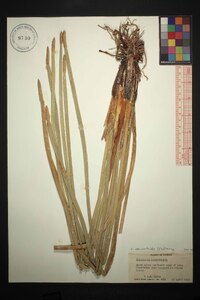 Eleocharis equisetoides image