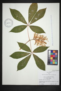 Aesculus sylvatica image