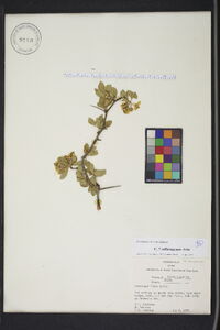 Crataegus flava image