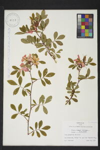 Rosa palustris image