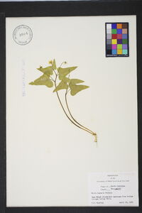 Viola hastata image