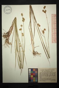 Juncus brachycarpus image