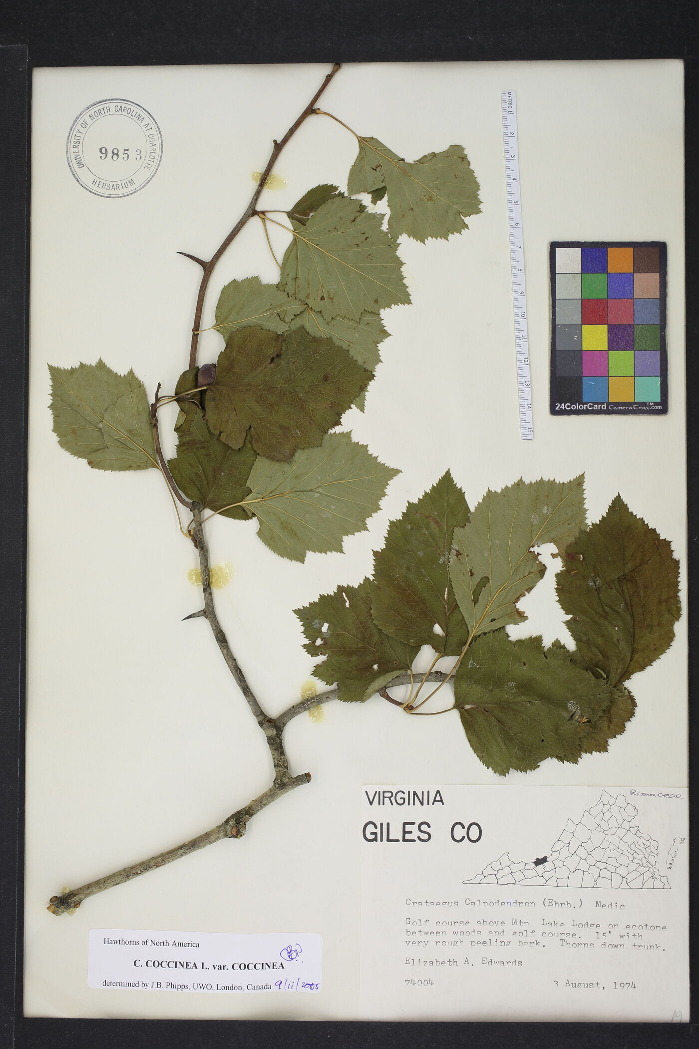 Crataegus coccinea image