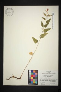 Tragia urticifolia image