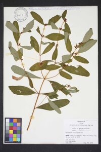 Hypericum walteri image