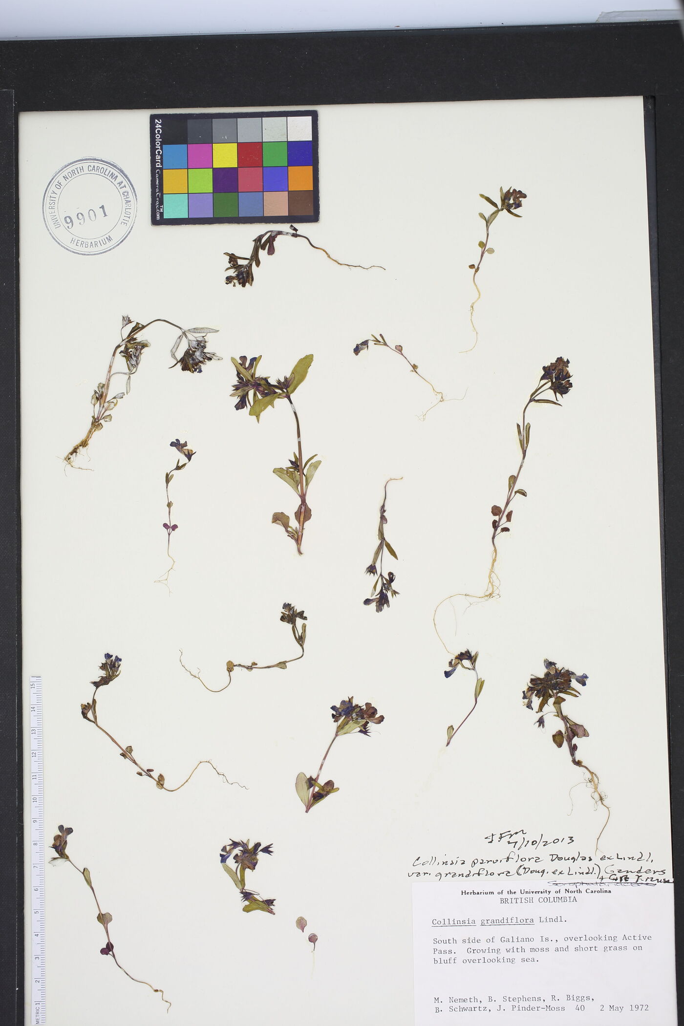 Collinsia parviflora var. grandiflora image