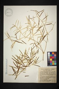 Croton linearis image