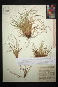 Carex umbellata image