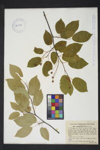 Amelanchier laevis image