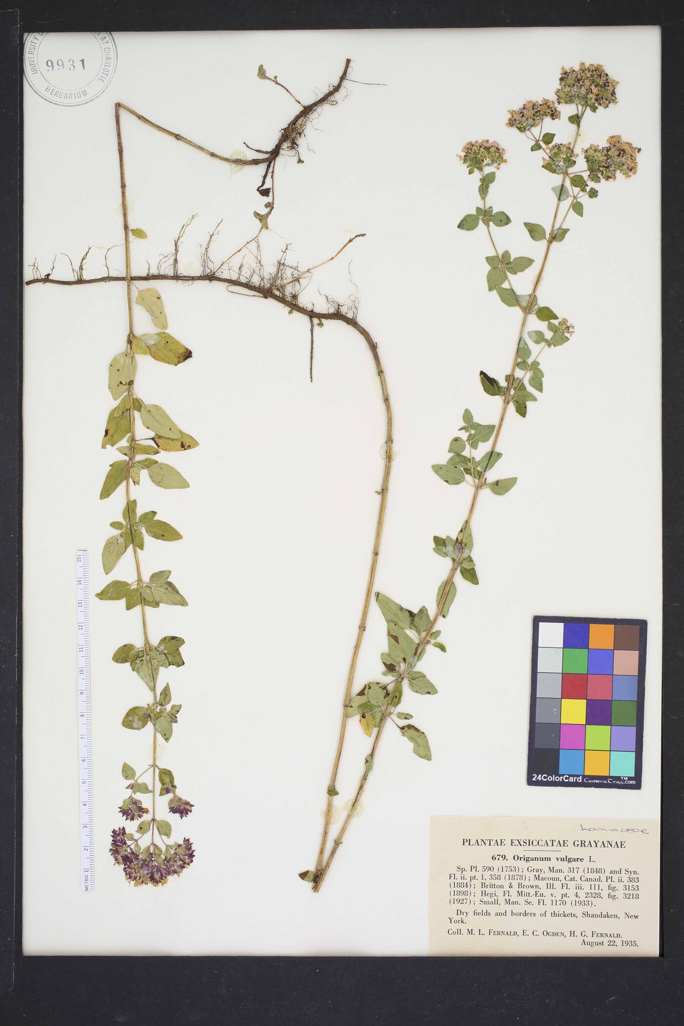 Origanum vulgare subsp. vulgare image