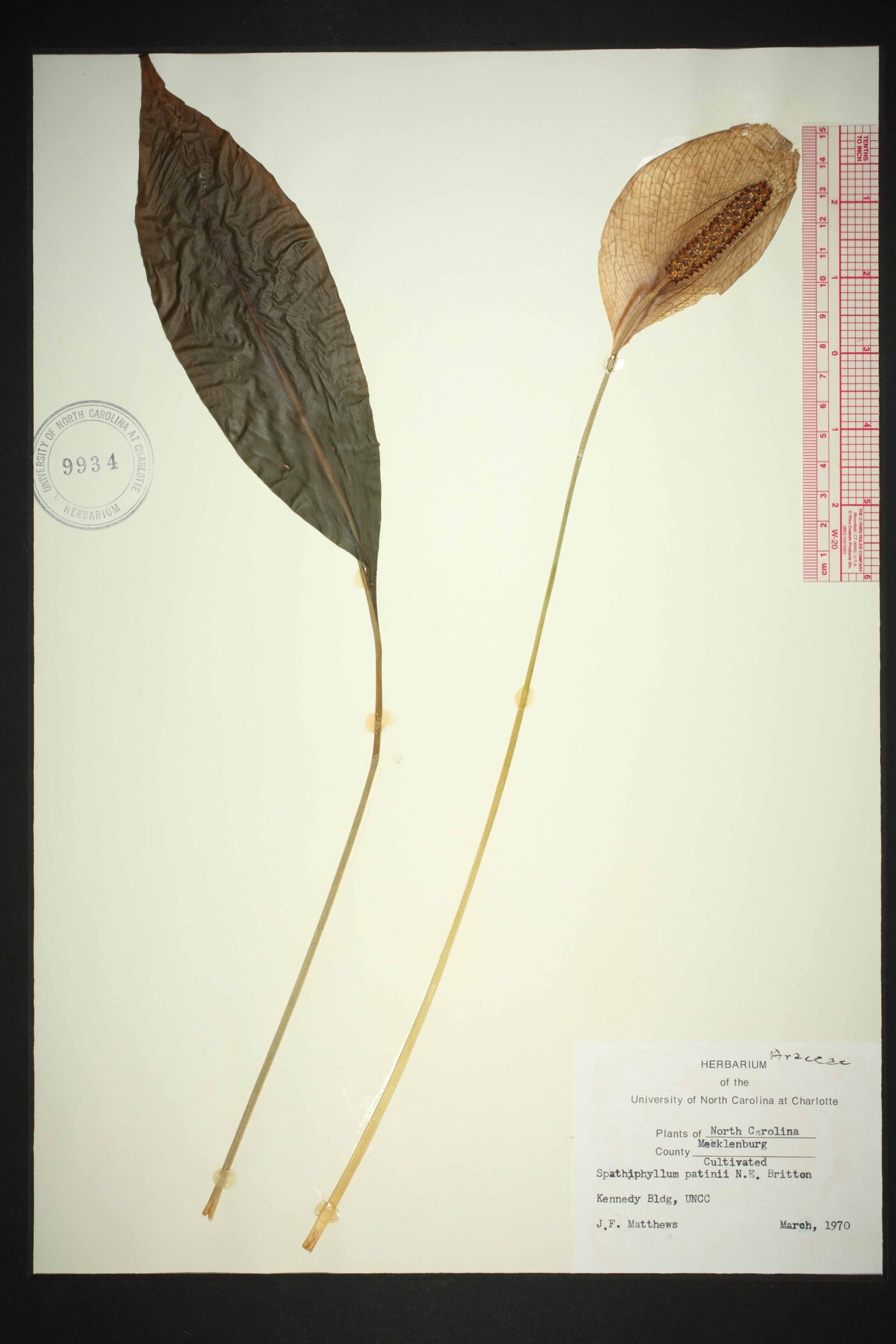 Spathiphyllum patinii image