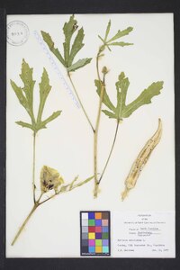 Hibiscus esculentus image