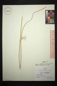 Juncus effusus var. solutus image